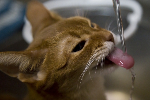 水をよく飲む・多尿