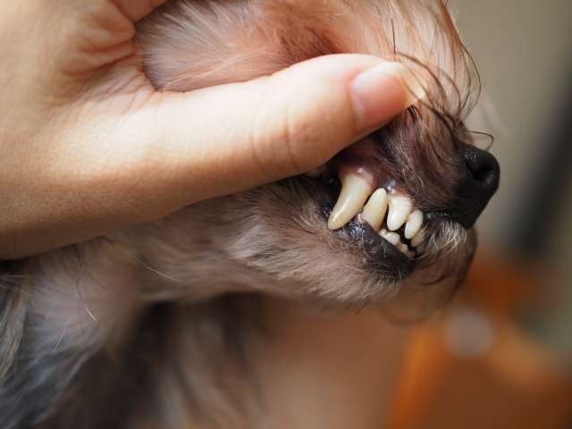 犬のよくある病気 郡山市のしま動物病院