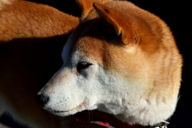 慢性痛のサイン（犬）