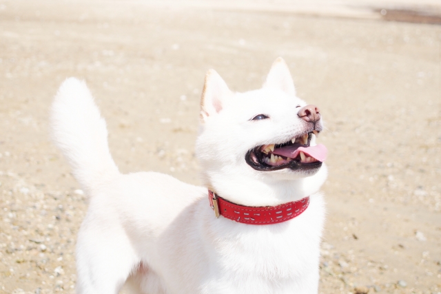 ペットが感じる痛みについて 郡山市のしま動物病院