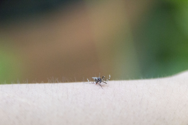 蚊からうつる「フィラリア症」